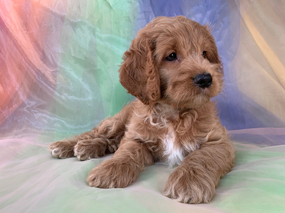 Male Cockapoo Puppy Available DOB 6-12-2022, $1200